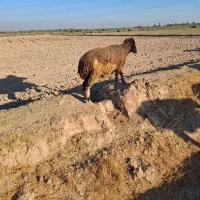 4 گوسفند آبستن