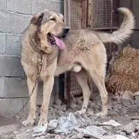 سگ کردی پژدر