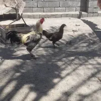 مرغ وخروس لاری