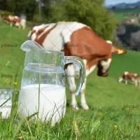 فروش شیر تازه و پرچرب گاوی