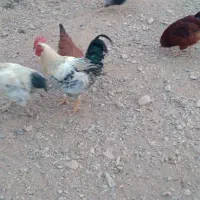 خروس رسمی محلی