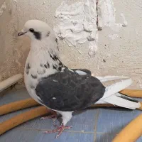 طوقی ماده|پرنده|اردبیل, |دیوار