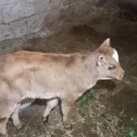 گوساله ماده