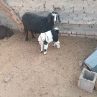 فروش حیوانات خانگی|حیوانات مزرعه|هامون, |دیوار