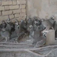 پرنده زینتی|پرنده|اسفراین, |دیوار