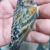 سهره وه گلبسر|پرنده|ری, صفاییه (چشمه علی)|دیوار