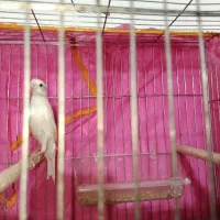 قناری نر سفید فقط معاوضه با سهره