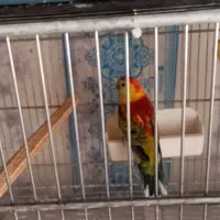 طوطی اوازخان/گرینچک|پرنده|محمدشهر, ولدآباد|دیوار