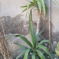 درخت و گل|گل و گیاه طبیعی|رباط‌کریم, رباط‌کریم|دیوار