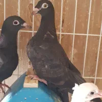 جوجه درجه یک