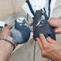 کفتر کبوتر|پرنده|تهران, صد دستگاه|دیوار