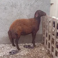 ۳ تا مال برای داشتی یا کشتاری|حیوانات مزرعه|گرگان, |دیوار