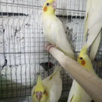 جوجه عروس هلندی لوتینو چشم شرابی رام و دونه خور|پرنده|بم, |دیوار