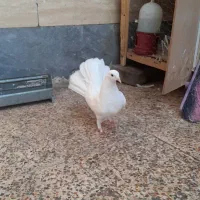 کفتر دم چتری