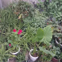 گل ...گل|گل و گیاه طبیعی|لاهیجان, لیل|دیوار