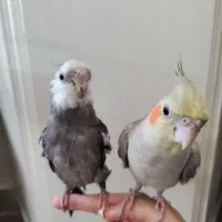 جفت مولد عروس هلندی و جوجه ها