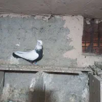 کبوتر|پرنده|همدان, |دیوار