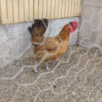 مرغ بومی