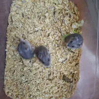 همستر|موش و خرگوش|تهران, نصرت|دیوار