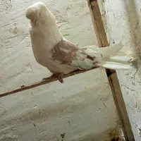 کبوتر نوک قنار