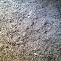 کود مرغ