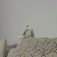 گمشده منطقه خان زنیان همت اباد