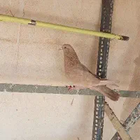 کبوتر زرد ریش، طوقی