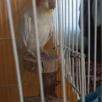 عروس هلندی نر به شرط