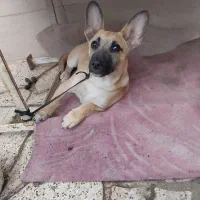 سگ پاکوتاه نژاد دار