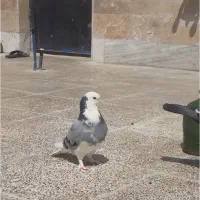 گمشده کبوتر