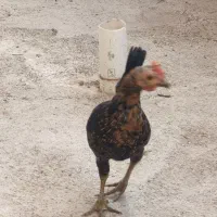 نیمچه خروس|حیوانات مزرعه|حمیدیه, |دیوار