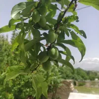 زمین مسکونی