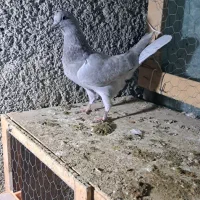 جوجه کفتر|پرنده|هشتگرد, قاسم آباد بزرگ|دیوار