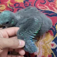 جوجه اکلکتوس|پرنده|شیراز, فرودگاه شهید دستغیب شیراز|دیوار