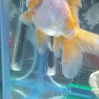 گلد فیش|ماهی|خسروشاه, |دیوار