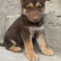 توله سگ ژرمن شفرد