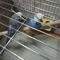 مرغ عشق انگلیسی