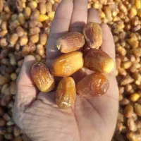 خرما مرداسنگ آلوچه ای زاهدی کبکاب پیارم|خوردنی و آشامیدنی|یزد, |دیوار
