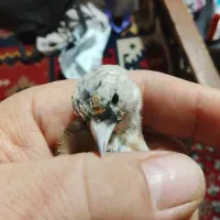 جوجه سره متولد قفس|پرنده|اسلام‌شهر, شهرک واوان|دیوار