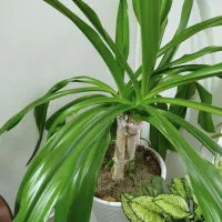 گل سوسن با گلدان بزرگ بسیار زیبا