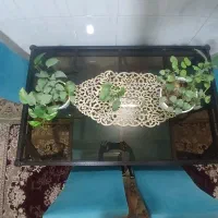 میز مستطیل ۴ نفره|میز و صندلی غذاخوری|مشهد, رسالت|دیوار