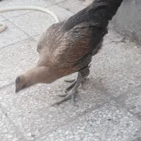 مرغ محلی دورگه|حیوانات مزرعه|میرجاوه, |دیوار