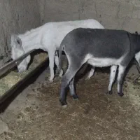 عنبر نسار الاغ