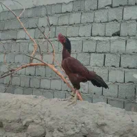 دوتا خروس خوب|حیوانات مزرعه|سراوان, |دیوار