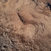 کود‌حیوانی‌گاوی|گل و گیاه طبیعی|گمیشان, |دیوار