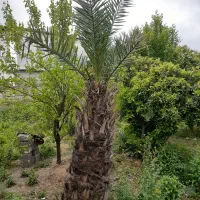 فروش درخت نخل خرما