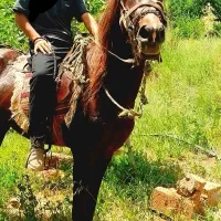 اسب نریون نژاد قره باغ