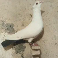 دوتا دمسیا گوک‌کرمونی پریده