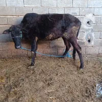 گاو جرسی|حیوانات مزرعه|شادگان, |دیوار