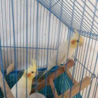 عروس هلندی|پرنده|سنگدوین, |دیوار